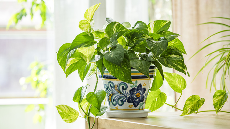 A lively pothos sits in a decorative pot on a well-lit corner of a table.