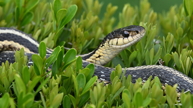 A garter snake hides in a shrub.