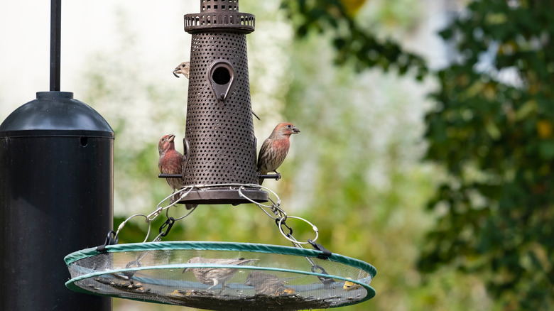 Birds perch on a feeder.