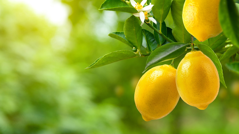 Lemons grow on a tree.