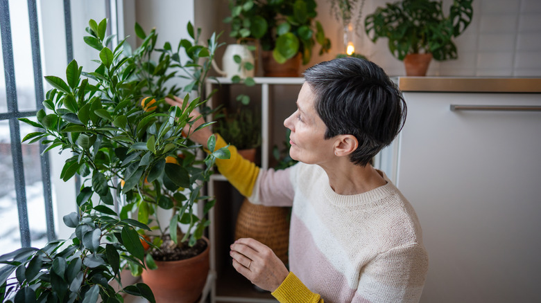 A woman in a white and yellow sweater inspects a potted fruit tree on the windowsill.