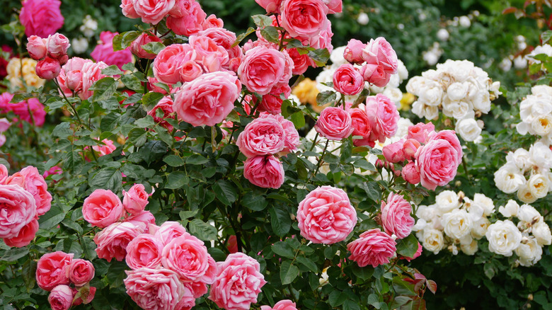 White and pink floribunda roses bloom in a garden.
