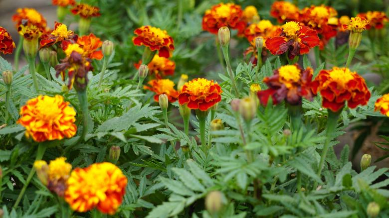 Marigolds bloom in a garden.
