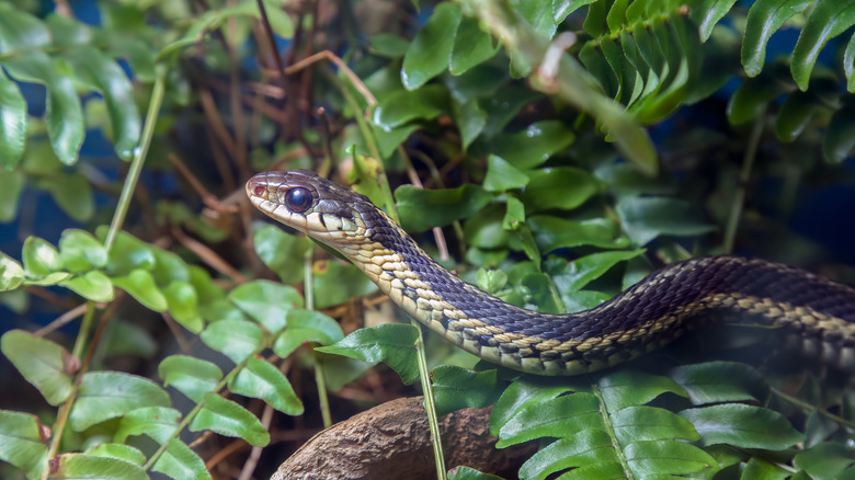 A garden snake slithering through leafy ground cover, camouflaged among green plants.