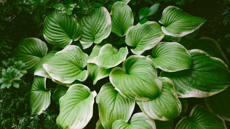 A lush green and white hosta spreads its large leaves in a garden.