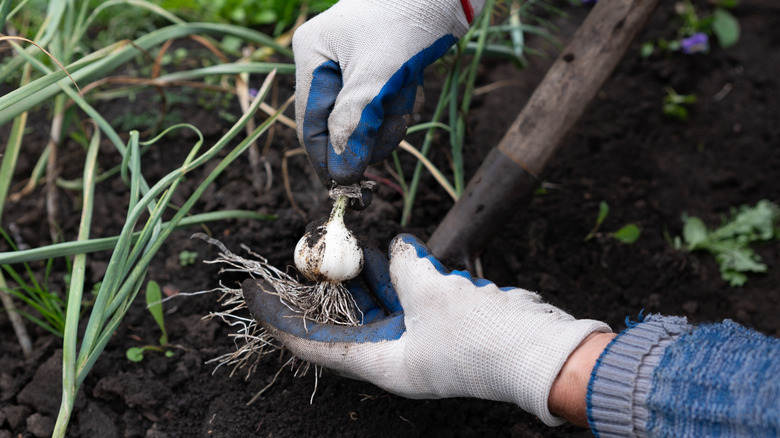 Gardener harvests garlic in garden.