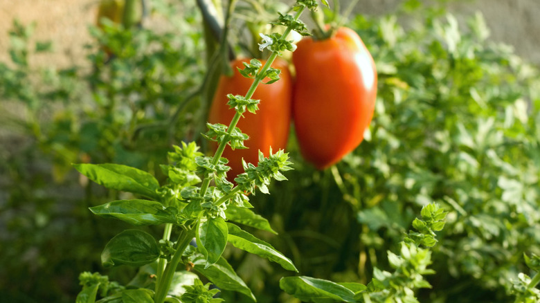 Basil and tomato plants grow together in a garden.