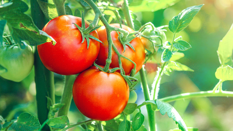 Three ripe red tomatoes grow on a vine.