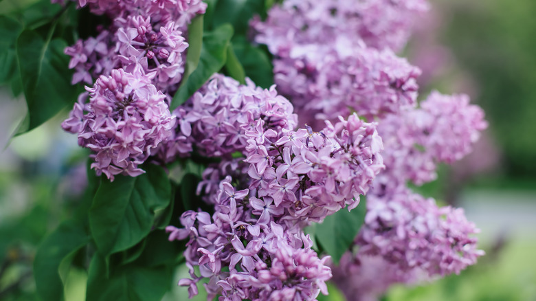 Closeup of purple lilac flowers and green leaves.