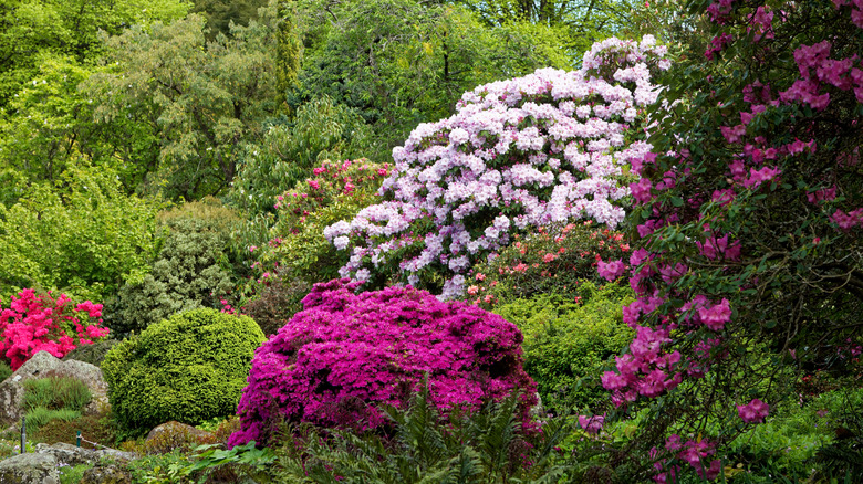 A garden with close plantings of several mature flowering shrubs in various shades.