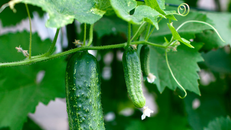 A cucumber grows on a vine.