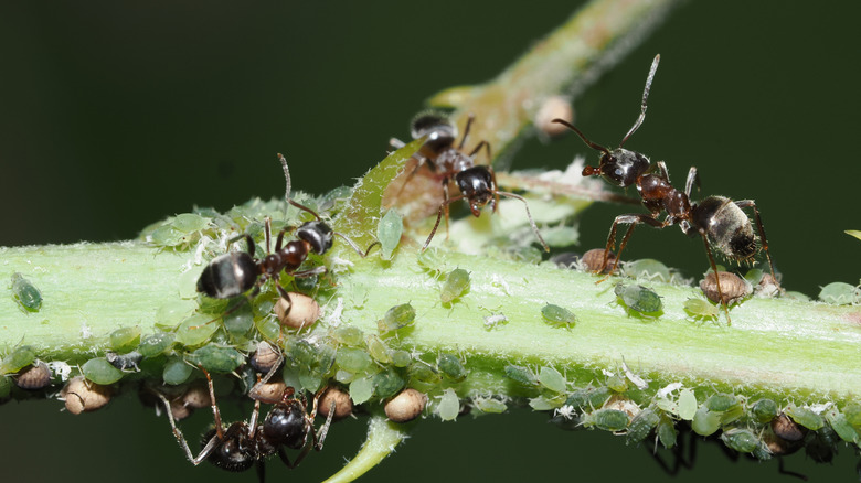 Aphids and ants cluster together on a plant.