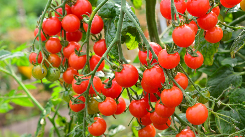 Cherry tomatoes ripen on the vine.
