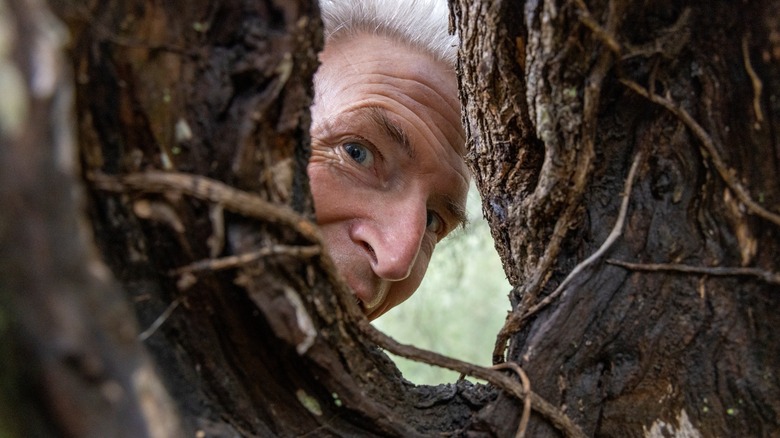 a man looks through a hole in a tree
