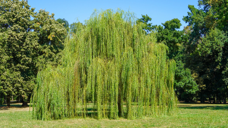 A mature weeping willow grows near other trees.