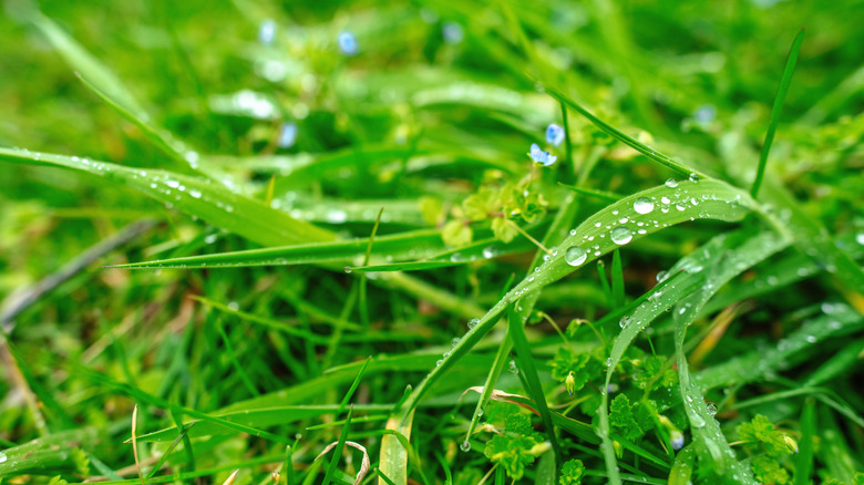 Close-up of wet grass blades covered in water droplets after rain or early morning dew