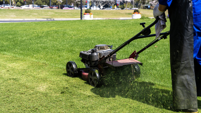 Person mowing a green lawn with a push mower on a sunny day in a park or open area