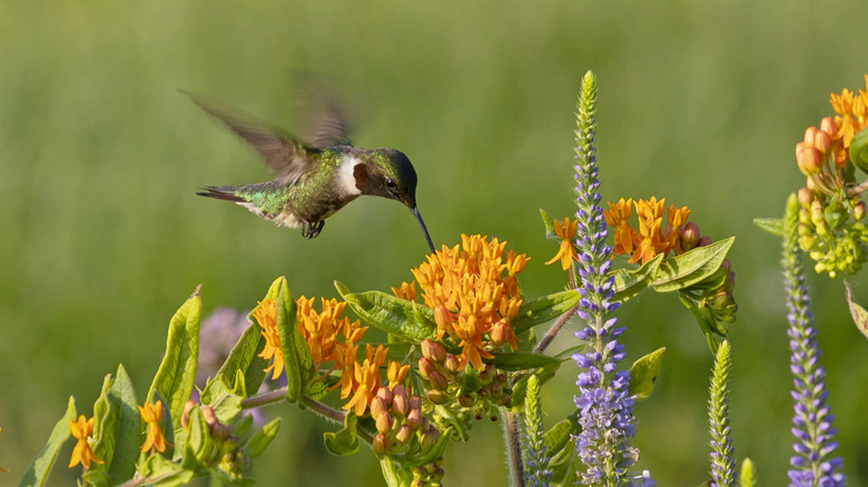 A hummingbird visits butterfly weed.