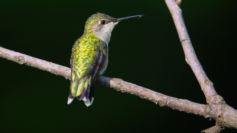 A hummingbird perches on a branch.