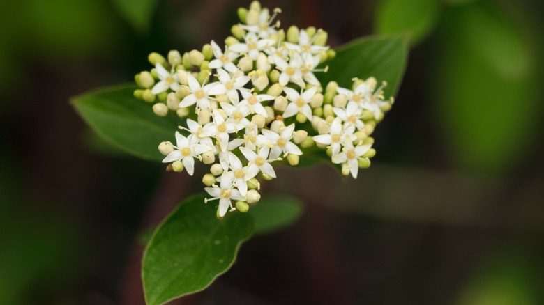 A red twig dogwood blooms.