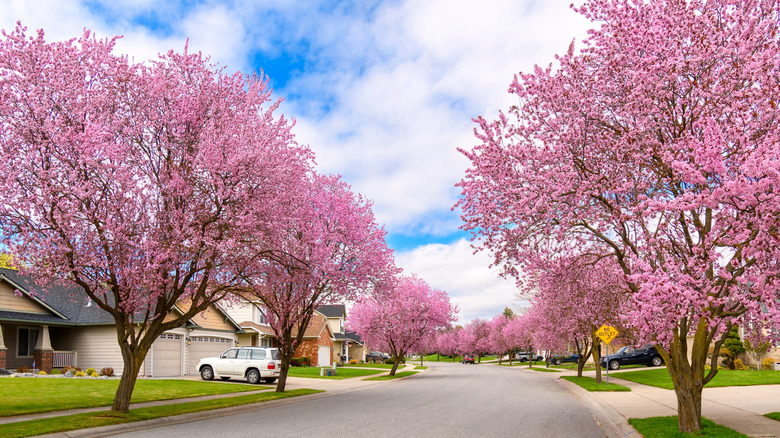 Flowering dogwoods line a suburban street.