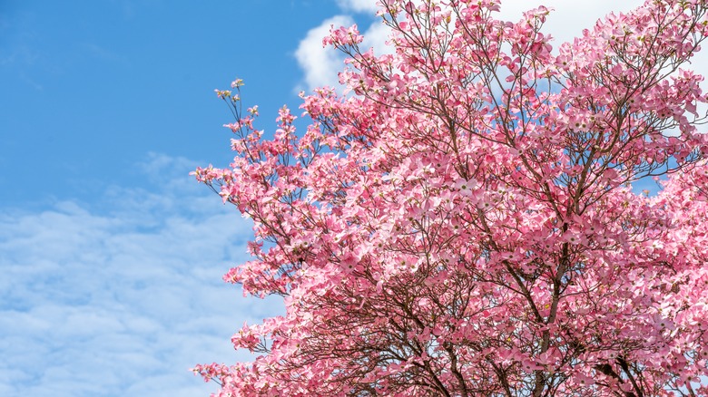 A dogwood tree blooms with pink flowers.
