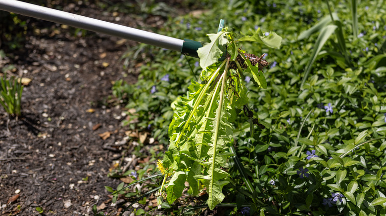 Gardener using a weeding tool to pull out a dandelion-like plant surrounded by dense Vinca minor groundcover in a sunny garden.