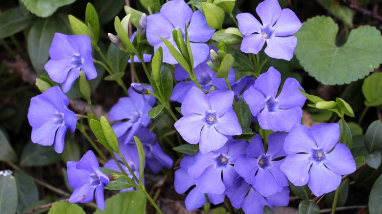 Cluster of Vinca minor with violet-blue flowers and glossy green leaves