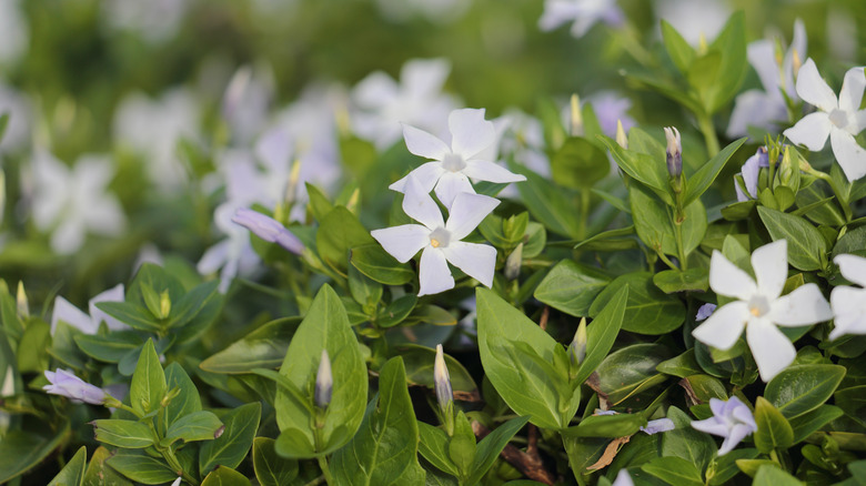 Cluster of white Vinca minor blooming among green leaves