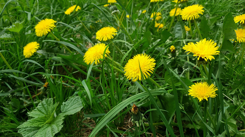 Dandelion flowers bloom on a lawn.