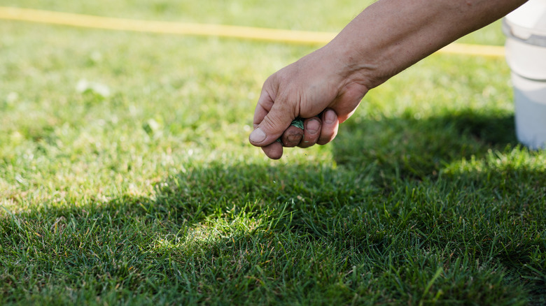 Man spreading grass seed over lawn.