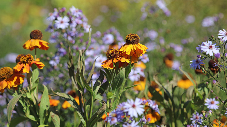 Asters and helenium grow together in a field.