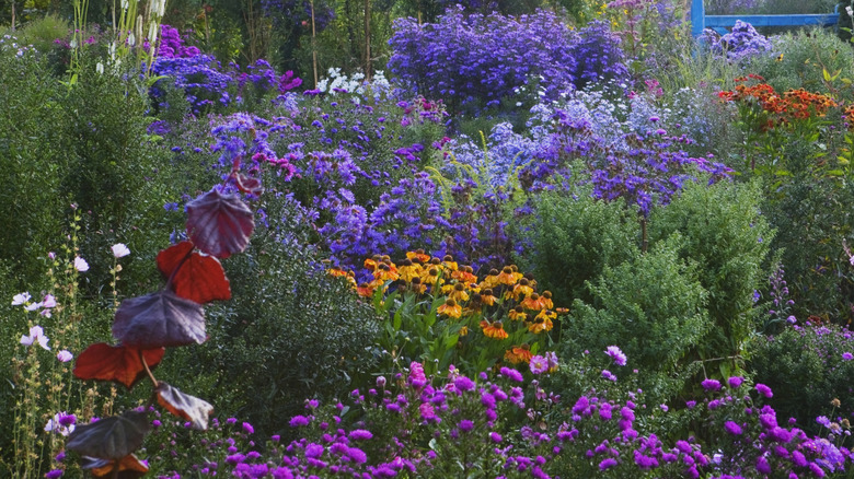 Colorful plants bloom in a fall garden.