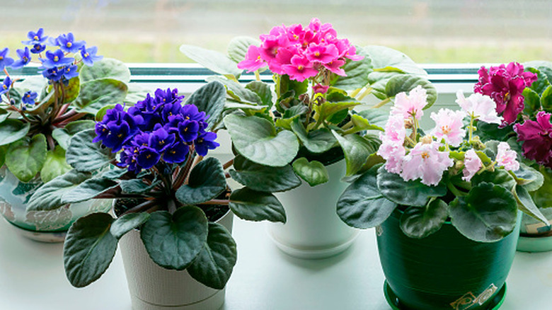 African violets thrive on a window sill and bloom in a range of colors.