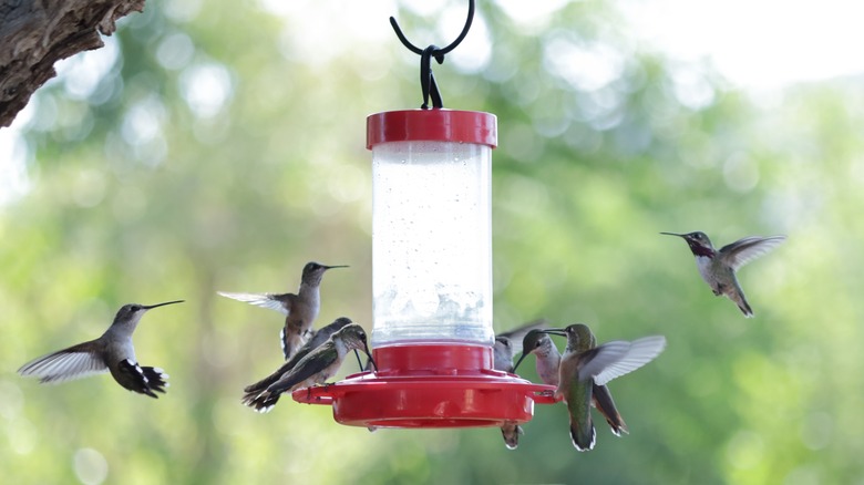 A small group of hummingbirds flock to a hanging feeder.