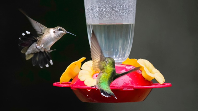 A male hummingbird flaps his wings to defend his feeder from an encroaching female hummingbird.