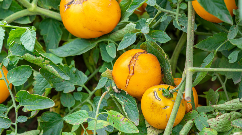 Yellow tomatoes are splitting and cracking on the vine.