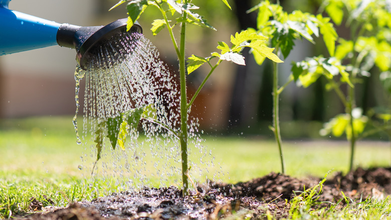 A person waters their tomato plants out of a watering can..