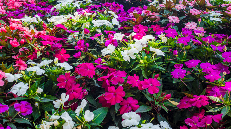 Vibrantly colorful impatiens flower in a garden.
