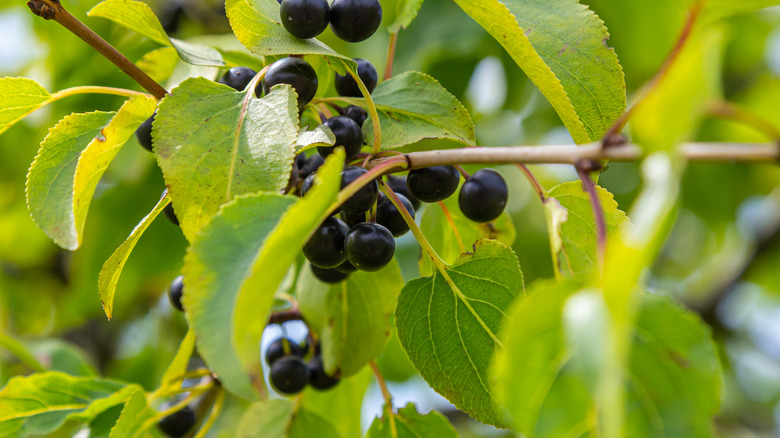 Close up of black berries growing on a buckthorn branch.