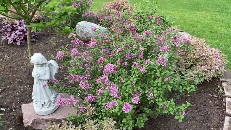 A Bloomerang Dwarf Purple lilac bush with green leaves and purple blooms