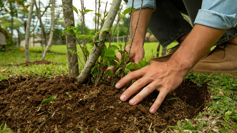 Someone in a light blue shirt planting a shrub.