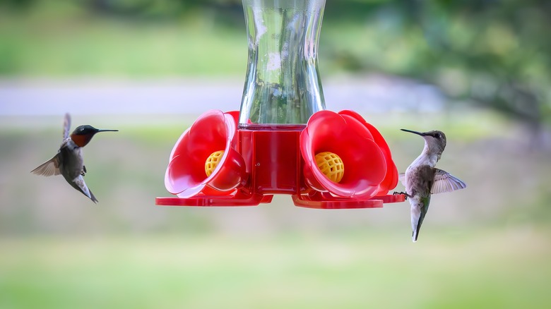 A male and female ruby throated hummingbird visiting a red hummingbird feeder with yellow bee guards, which should be avoided.