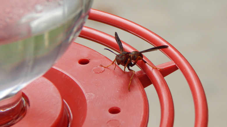 A wasp on a red plastic hummingbird feeder