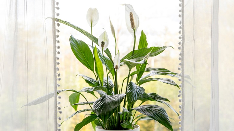 A plant with tall stems, dark green narrow oval leaves, and scooped white flowers sits in front of an open window.