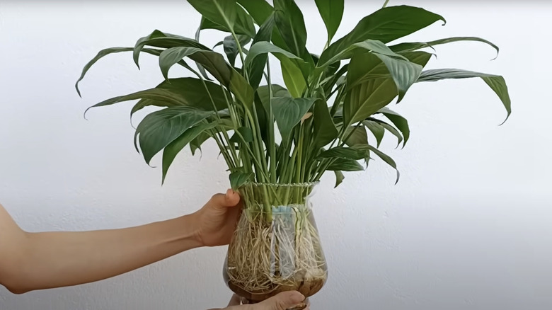 Hands are holding a plant with dark green leaves, growing in a short clear vase filled with water.