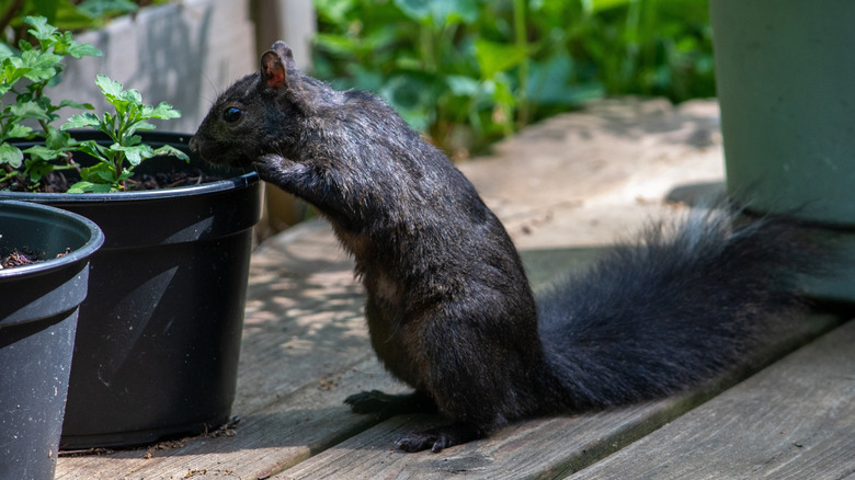 Black squirrel sniffs a potted plant.