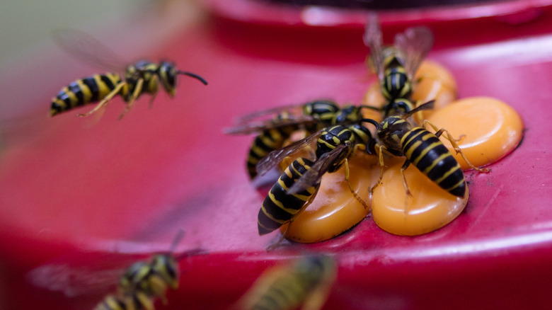 Yellow jackets swarm a hummingbird feeder.