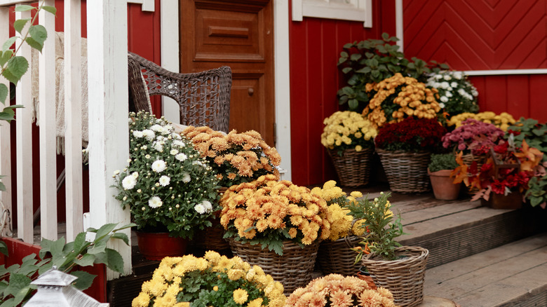 Mums and other plants are in pots on a porch.
