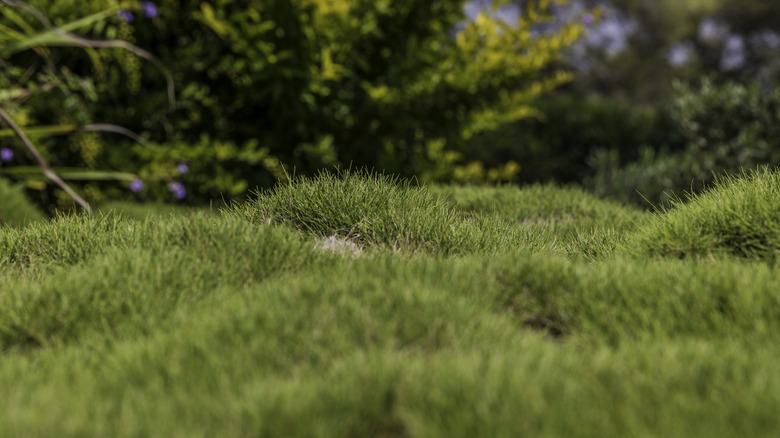 A grassy lawn is covered in small bumps.